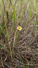 Centranthera cochinchinensis