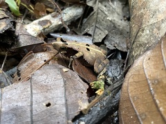Rhinella margaritifera