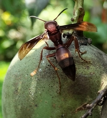 Polistes tenebricosus
