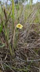 Centranthera cochinchinensis