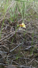 Centranthera cochinchinensis