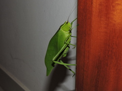 Stilpnochlora