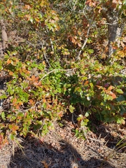 Quercus prinoides