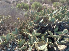 Opuntia littoralis