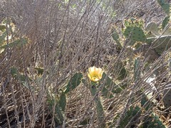 Opuntia littoralis