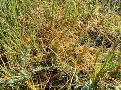 Cuscuta pacifica pacifica