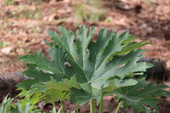 Psacalium peltatum
