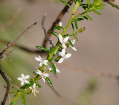 Olearia ramulosa
