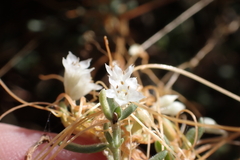 Cuscuta pacifica pacifica