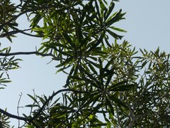 Pseudopanax crassifolius