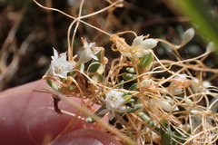 Cuscuta pacifica pacifica