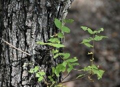 Juglans major