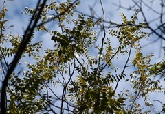 Juglans major