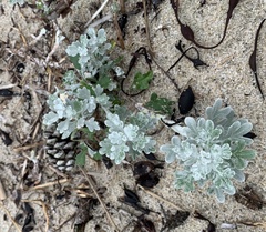 Artemisia stelleriana