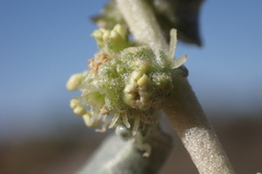 Atriplex glauca