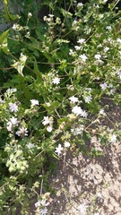 Moscharia pinnatifida