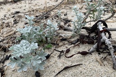 Artemisia stelleriana