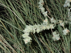Atriplex glauca