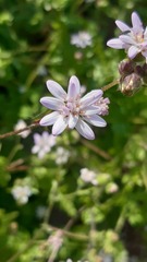 Moscharia pinnatifida