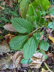 Fragaria virginiana