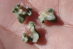 Atriplex glauca