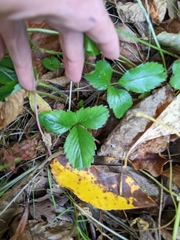 Fragaria virginiana