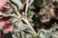 Atriplex glauca