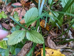 Fragaria virginiana