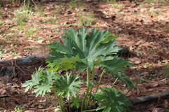 Psacalium peltatum