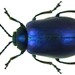 Alder Leaf Beetle - Photo (c) Udo Schmidt, some rights reserved (CC BY-SA)