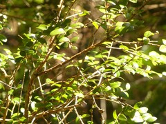 Metrosideros diffusa