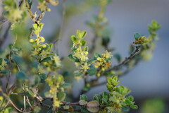 Phyllanthus hirtellus