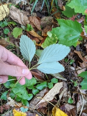 Fragaria virginiana