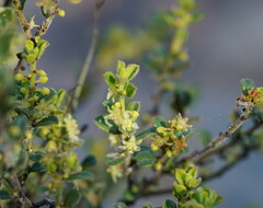 Phyllanthus hirtellus