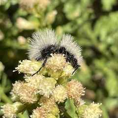 Dasymutilla sackenii