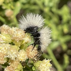 Dasymutilla sackenii