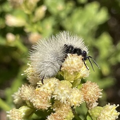 Dasymutilla sackenii