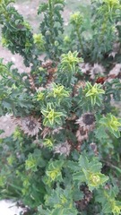 Haplopappus foliosus