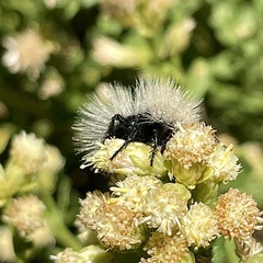 Dasymutilla sackenii