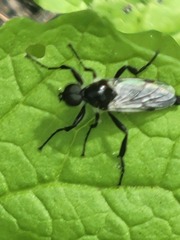 Bibio albipennis
