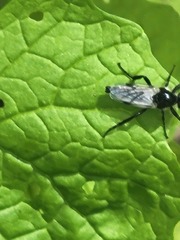 Bibio albipennis