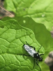 Bibio albipennis
