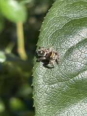 Phidippus audax