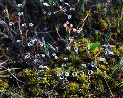 Scheuchzeria palustris