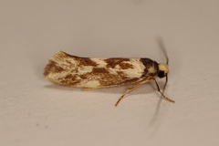 Lactura cristata