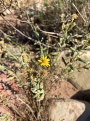 Heterotheca excelsior