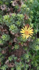 Haplopappus foliosus