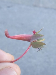 Tropaeolum pentaphyllum