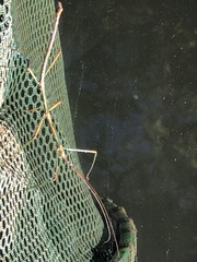 Diapheromera femorata