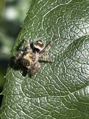 Phidippus audax